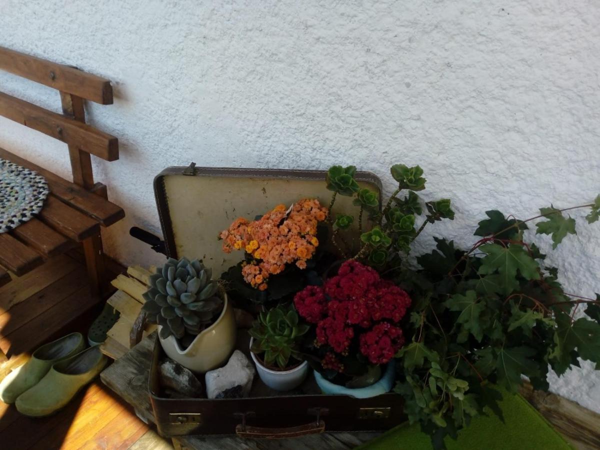 Bed & Breakfast Dolomiti Bey Haus Pinter Assling エクステリア 写真