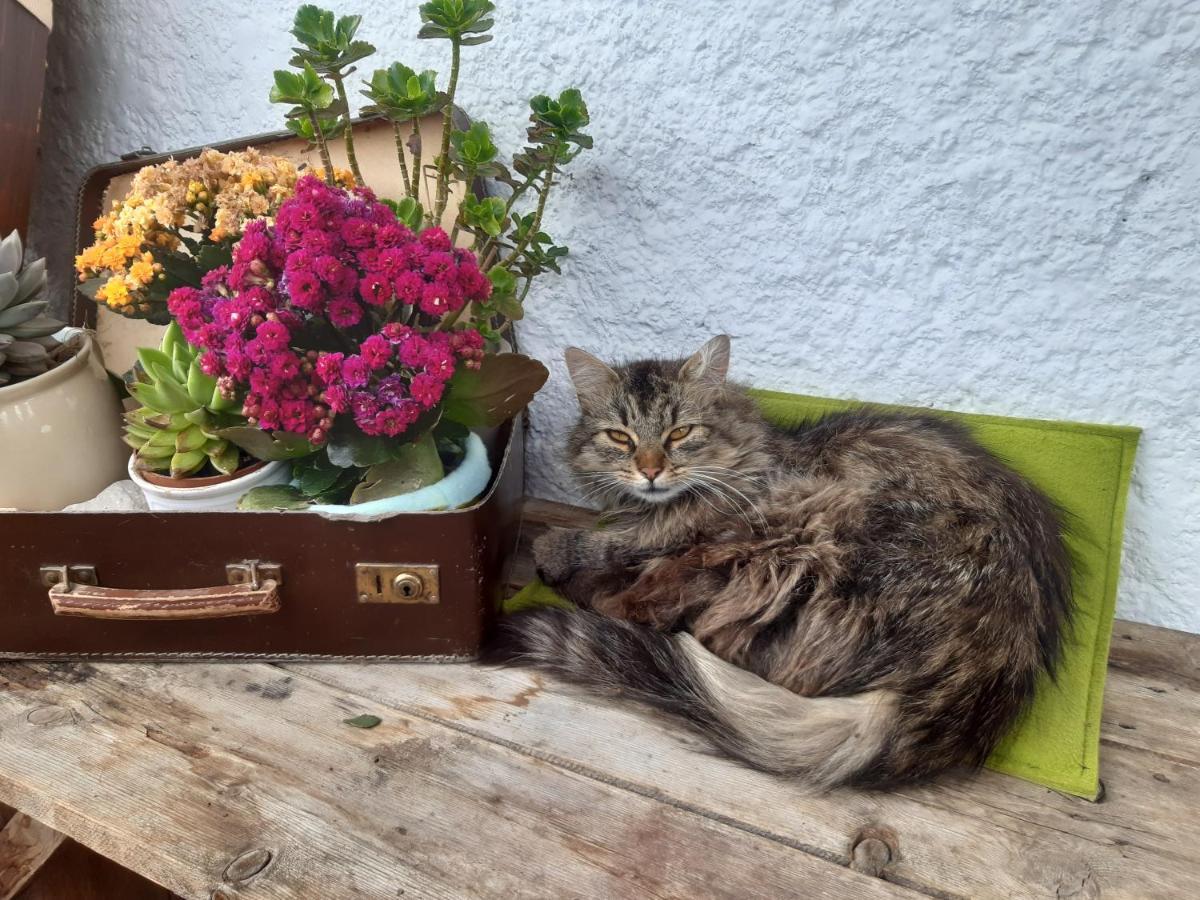 Bed & Breakfast Dolomiti Bey Haus Pinter Assling エクステリア 写真